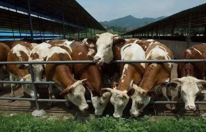 養(yǎng)殖污水處理設備是如何處理污水并實現(xiàn)排放達標的？